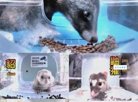 黄鼠狼与狐狸结亲打一成语是啥？专家来解读