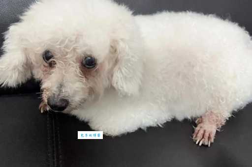 没有尾巴的熊叫尾熊 那没有鸡鸡的熊是什么熊