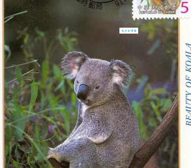 没有尾巴的熊叫尾熊 那没有鸡鸡的熊是什么熊