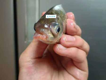 什么鱼最白痴？专家揭秘几种傻傻的鱼