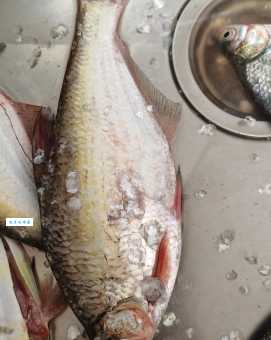 什么鱼最白痴?专家揭秘几种傻傻的鱼