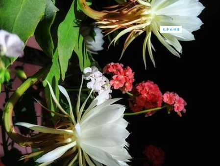 一朝选在君王侧打一花卉,答案究竟是啥?