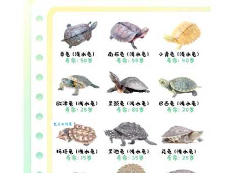 不待蓍龟在生活中咋用？这些例子给你答案！