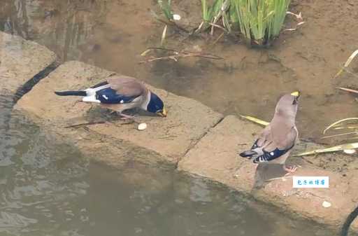 “一只雀,飞上桌,捏尾巴,跳下河。”打一生活物，你能猜到吗？