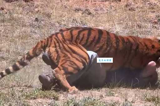 好奇什么虎吓人却不吃人？看这里找真相！