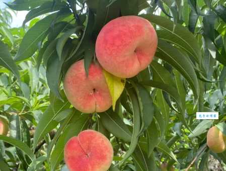 蟠桃宴打一成语到底是啥?看这里找答案!