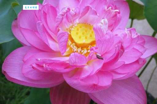 出水芙蓉对应啥花名?答案让你意想不到!