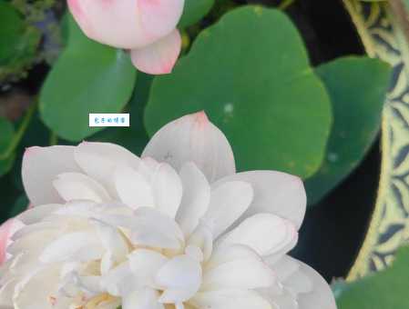 出水芙蓉对应啥花名?答案让你意想不到! 出水芙蓉对应啥花名?答案让你意想不到!