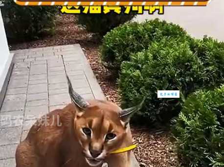 猫狗像什么打一成语答案难猜?这里有破解妙招