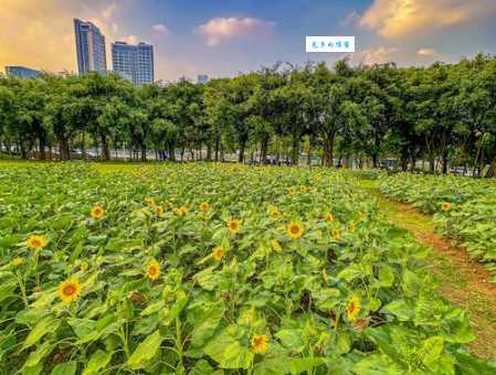 向日葵打一地名