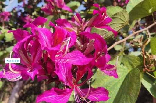 春天里头开红花是什么生肖