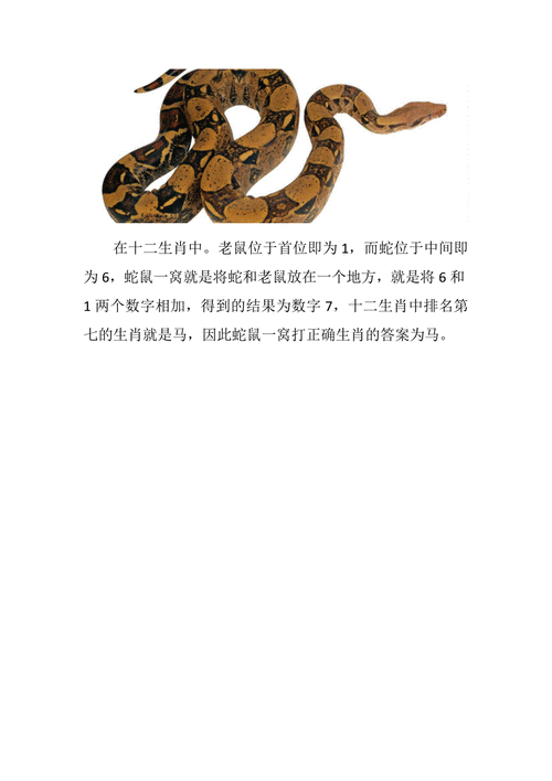 白日做梦打一生肖