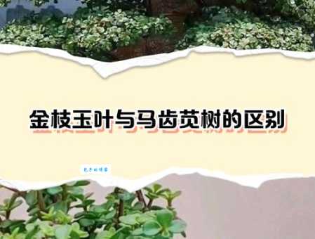 金枝玉叶代表啥生肖？专家给出的分析很靠谱