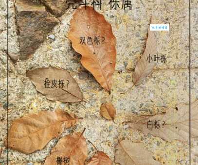 栎怎么读才标准？这里有详细的读音解析！