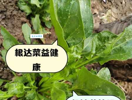 想知道生根不落地有叶不开花是啥蔬菜?来揭秘!
