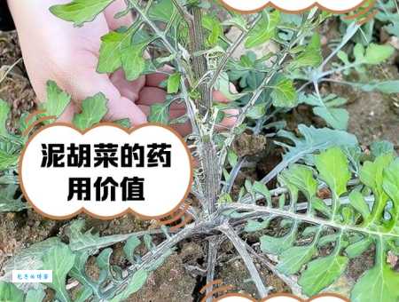 想知道生根不落地有叶不开花是啥蔬菜？来揭秘！