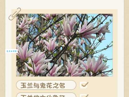 窃玉偷花解释全知道，含义细节大剖析！