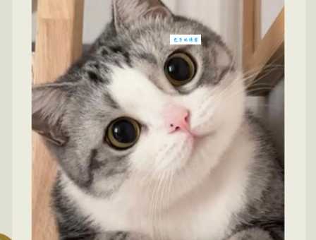 眼中之钉对应动物是啥，这谜底难倒你没？