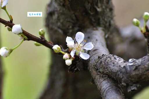搞不清横生枝节意思?权威解释来帮忙