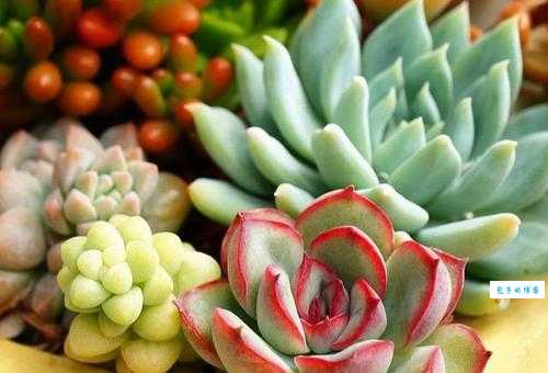 白床铺黄帐子猜植物，这些思路能帮你！