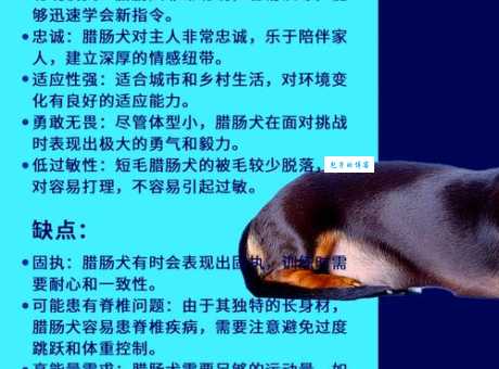 犬字开头的成语含义啥？详细解读涨知识！