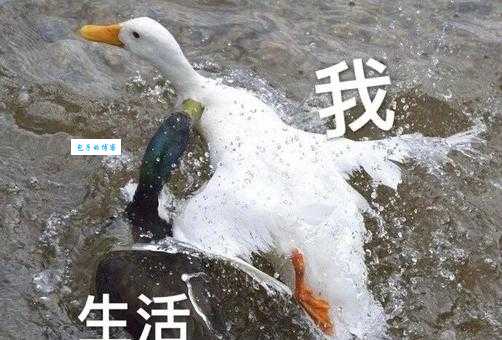 熟人熟事打一生肖答案是啥？快来一起找真相！