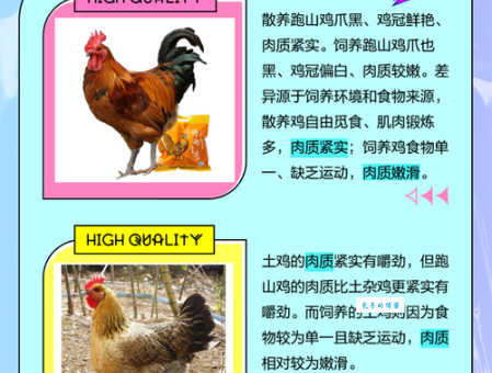 被问什么鸡不长毛（打一动物），正确答案在这！