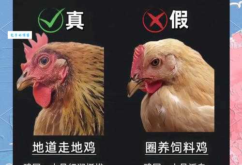 被问什么鸡不长毛（打一动物），正确答案在这！