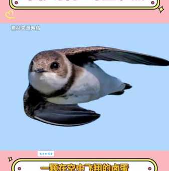猜猜身子轻如燕飞在天地间的动物是啥?