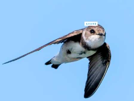 猜猜身子轻如燕飞在天地间的动物是啥？