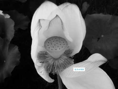 山间日落花残影打一字答案是啥?快瞧解析!