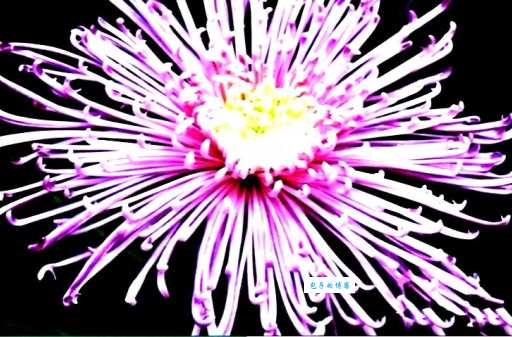 中秋赏菊打一成语答案是什么?看这里找到线索!