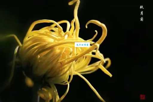 中秋赏菊打一成语答案是什么？看这里找到线索！