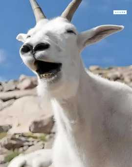 想知道驼背公公力大无穷爱托车水马龙是什么物吗？