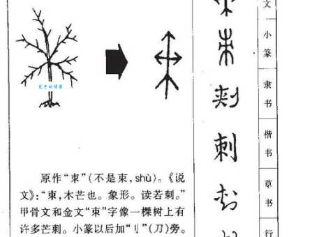 刺的拼音正确读法！语文老师教你避开误区！