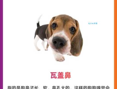 画虎类犬谜底揭晓，精准生肖到底指哪个？