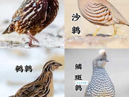 鹑衣鹄面指什么生肖？原来不是具体的动物！