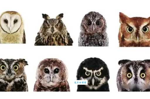 鸠形鹄面指什么动物？你可能一直都理解错了！