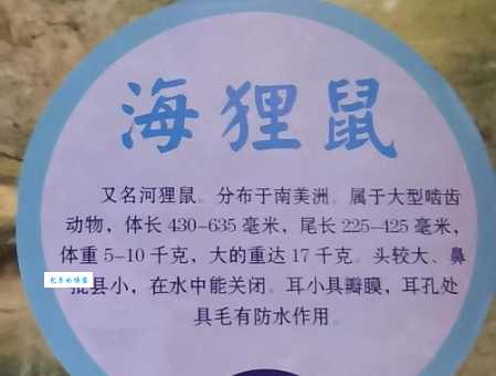 “以狸饵鼠打一动物”猜什么？这个答案超乎想象！