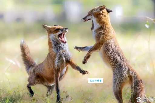 忠贞不渝打一动物会是谁？快来看看你猜对没？