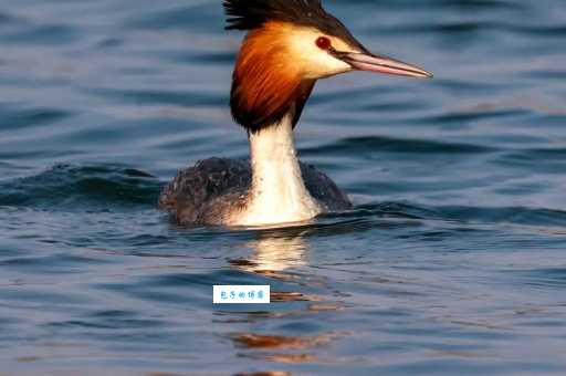 忠贞不渝打一动物会是谁?快来看看你猜对没?