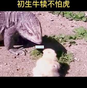 初生牛犊不怕虎打一最佳准确生肖，你猜对了吗？