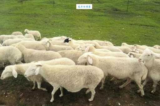 顺手牵羊打一动物到底是什么？原来就是它！