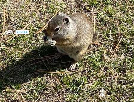 高风亮节打一准确动物是什么?看完这篇你就懂!