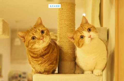 断雁孤鸿打一动物的正确答案,快来测测你的智商!