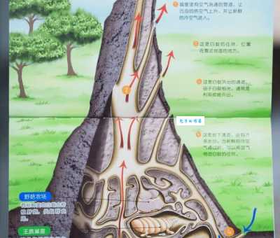 揭秘蜂房蚁穴是什么生肖?看完你就明白了!