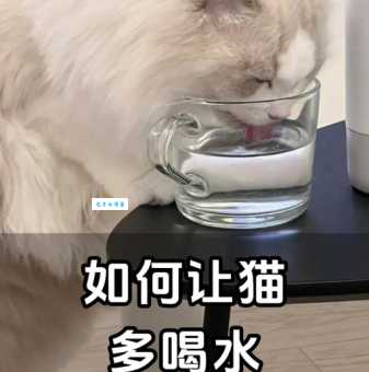 斗酒百篇打一最佳动物，为什么大家都选这个？