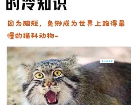 感物伤怀打一动物究竟是什么?很多人都猜错了!