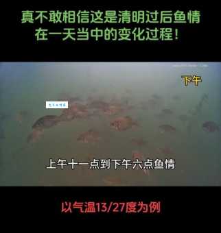 冻浦鱼惊什么意思？专家解读让你不再困惑！