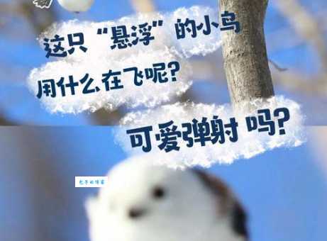 翼翼飞鸾打一动物是什么?答案让你意想不到!